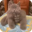 Стикер Серый котик