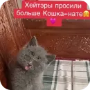 Стикер Серый котик