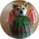 Shiba