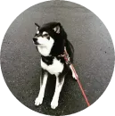 Стикер Shiba