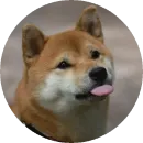 Стикер Shiba