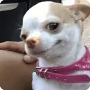 Animals?