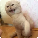 Стикер Animals?