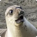 Стикер Animals?