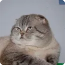 Стикер Animals?