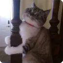 Стикер Animals?
