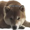 Стикер Siba inu fokuden
