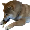 Стикер Siba inu fokuden