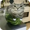 Сидим не рыпаемся