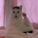 Стикер Сима🥰