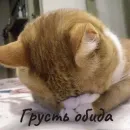 Стикер Котики и фразочки