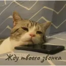 Стикер Котики и фразочки