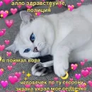 Котики