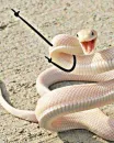 SNAKES