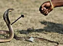 Стикер SNAKES