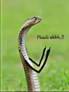 Стикер SNAKES