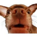 Sobaka3000