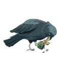 Soczewica