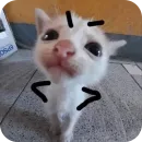 Стикер Memes