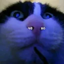 Стикер Memes