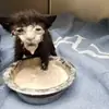 Stupid Cattos
