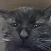 Стикер Stupid Cattos