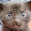 Стикер Stupid Cattos