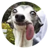 Stupid Dogs