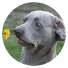 Стикер Stupid Dogs