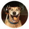 Стикер Stupid Dogs