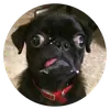 Стикер Stupid Dogs