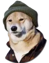 Stupud dog
