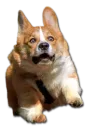 Стикер Stupud dog