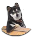 Стикер Stupud dog