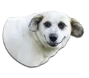Стикер Stupud dog