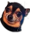 Стикер Stupud dog