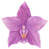 Стикер Flowers