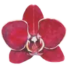 Стикер Flowers