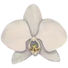 Стикер Flowers
