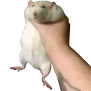 Take this rat!