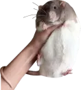 Стикер Take this rat!