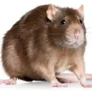 Стикер Take this rat!