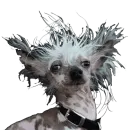Стикер Taxidermy