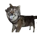 Стикер Taxidermy