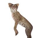 Стикер Taxidermy