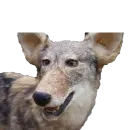 Стикер Texiderpy!