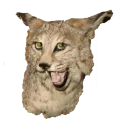 Стикер Texiderpy!