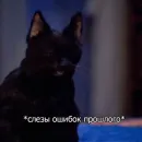 Стикер Cat Salem