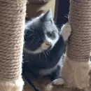 Стикер Тефтель