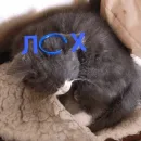 Стикер Тефтель